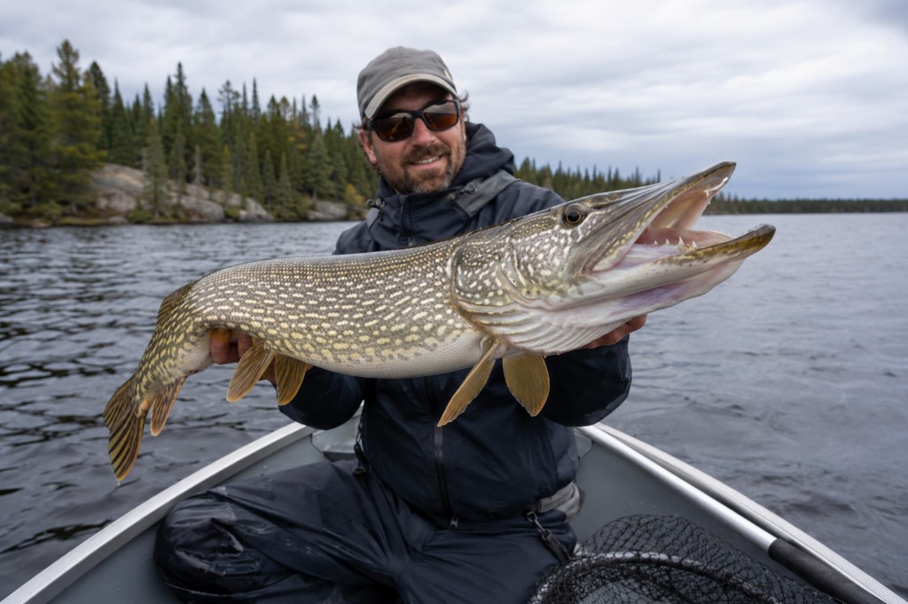 A large northern pike being lifted boatside on a clear Algoma lake near Wawa